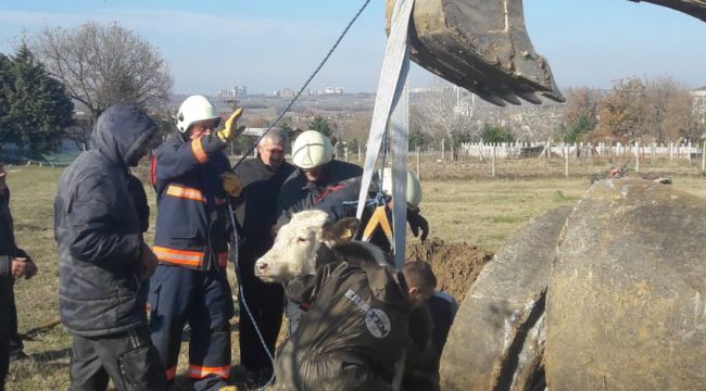 Rögara düşen buzağı kurtarıldı 