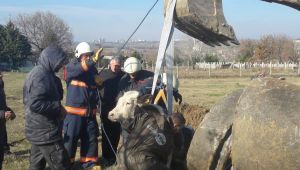 Rögara düşen buzağı kurtarıldı 