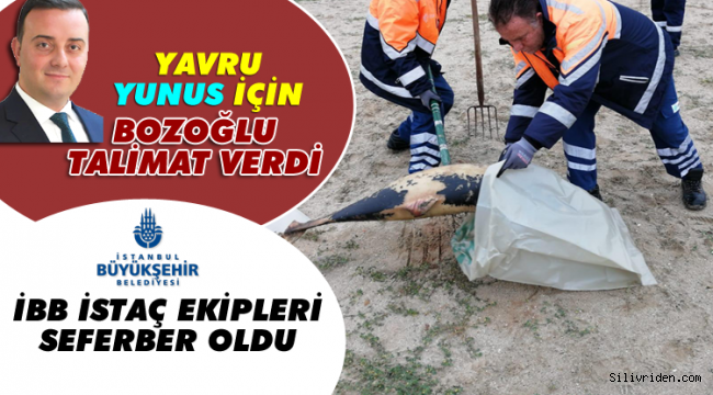 Kıyıya vuran yavru yunus için İBB ekipleri seferber oldu