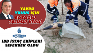 Kıyıya vuran yavru yunus için İBB ekipleri seferber oldu