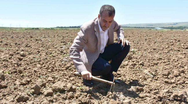 Başkan Yılmaz, Yerli Tohum Denemelerini İnceledi