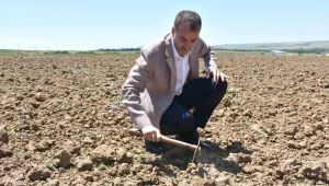 Başkan Yılmaz, Yerli Tohum Denemelerini İnceledi