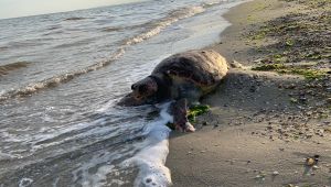 Silivri'de Caretta Caretta kıyıya vurdu!