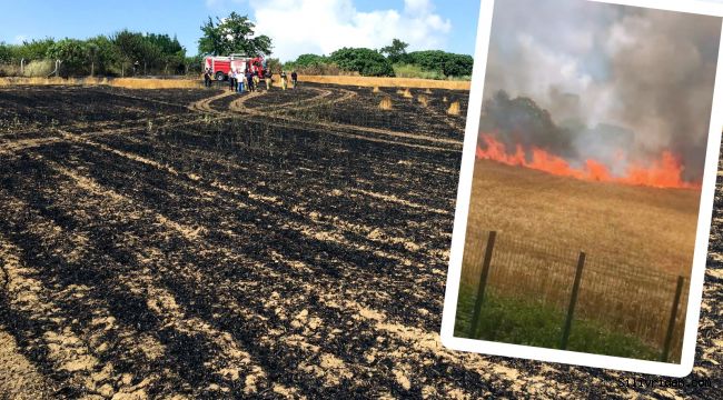 Silivri’de 6 dönümlük buğday tarlası kül oldu