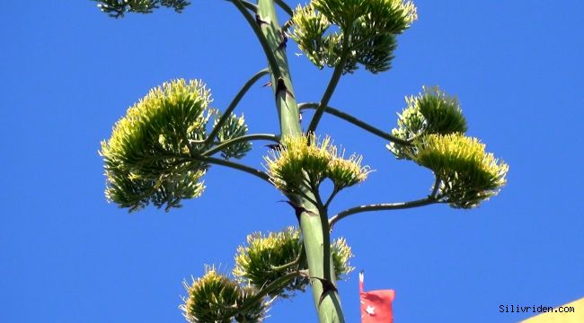 Agave bitkisi Silivri’de çiçek açtı