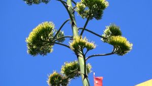 Agave bitkisi Silivri’de çiçek açtı