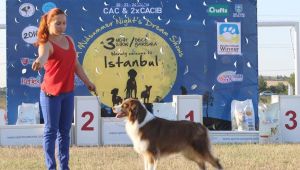 Köpek ırkları Silivri'de yarışacak
