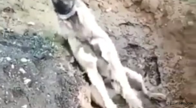 Zehirlenip çukura atılan köpek can çekişerek öldü