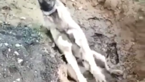 Zehirlenip çukura atılan köpek can çekişerek öldü