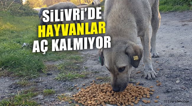 Yasak nedeniyle hayvanlar aç kalmıyor