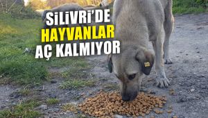 Yasak nedeniyle hayvanlar aç kalmıyor