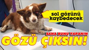 Yavru köpek sol gözünü kaybedecek!