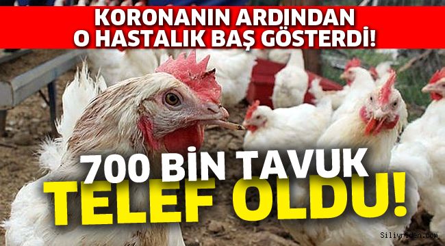 700 bin tavuk telef oldu!