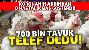 700 bin tavuk telef oldu!