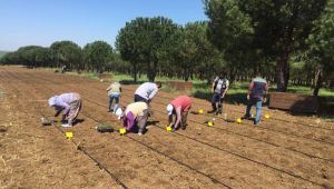 Silivri Belediyesinden çiftçiye destek sürüyor