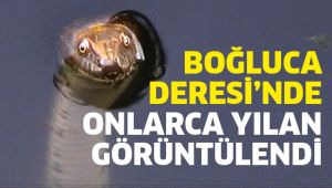 Silivri'de onlarca yılan görüntülendi