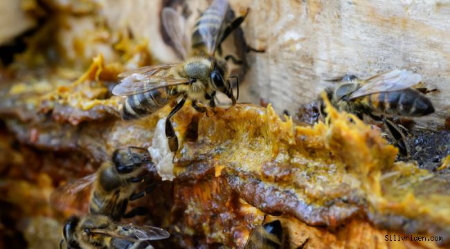 Doğadan gelen enfeksiyon savarlar: Bal ve Propolis