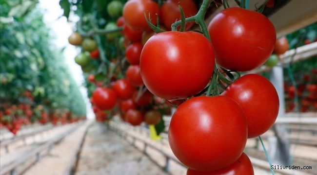 Rusya, Türkiye'den domates ve biber ithal kısıtlamasını kaldırdı