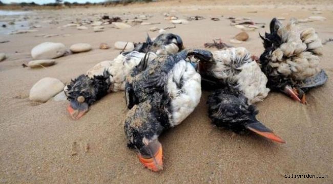 Rusya'da 8 bin ölü kuş sahile yağdı, dünya yaşananlara 