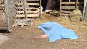 Silivri'de koyun kırkarken elektrik akımına kapılarak hayatını kaybetti