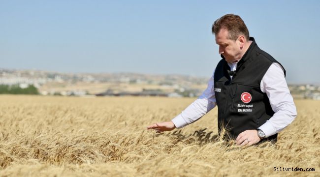 Silivri Belediyesi 1.600 dönüm buğday hasadını tamamlandı