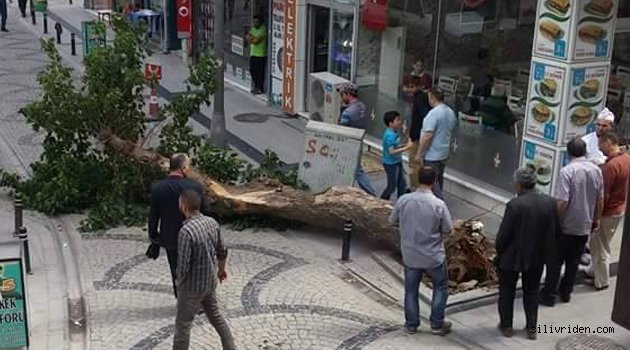 Ağaç durduk yere devrildi!