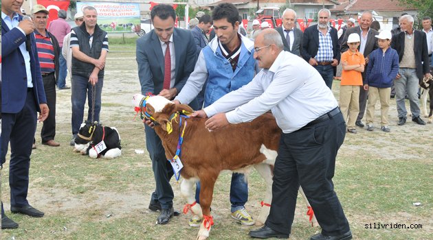 En güzel 'buzağı' seçildi