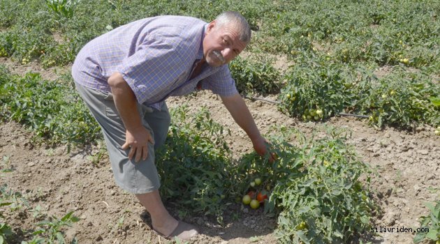 İlk domates üreticisi bu yılda değişmedi