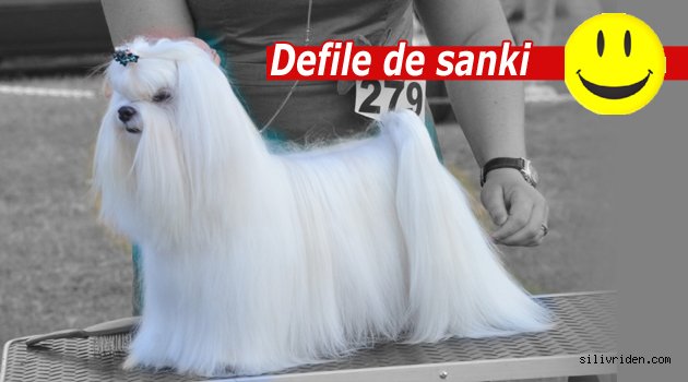 Köpekler Silivri'de yarıştı