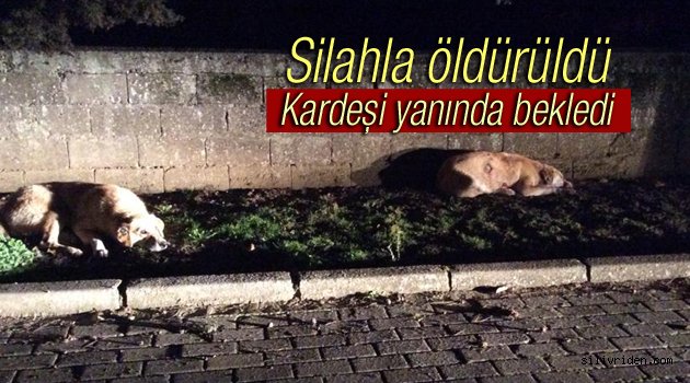 Silahla köpek öldüren köpekler!