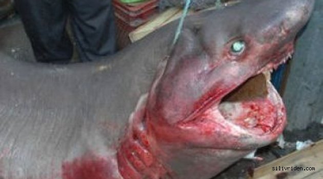Silivri açıklarında köpek balığı yakalandı